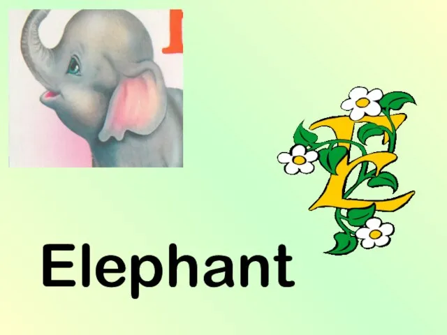 Elephant