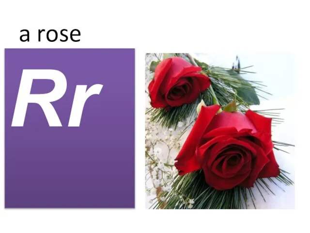 a rose Rr