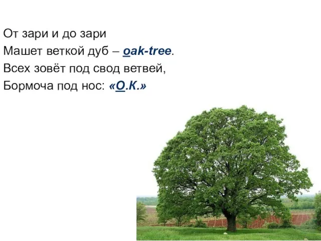 От зари и до зари Машет веткой дуб – oak-tree. Всех зовёт