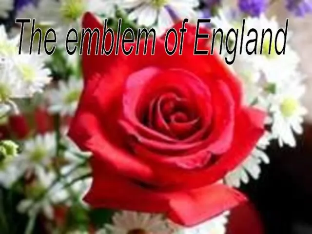 The emblem of England