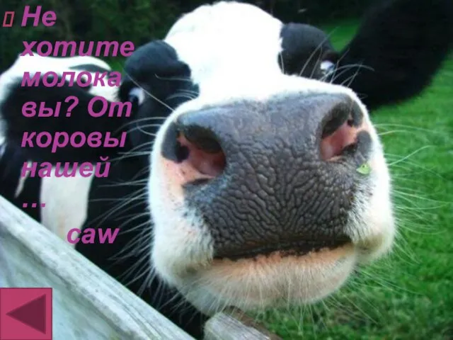 Не хотите молока вы? От коровы нашей … caw