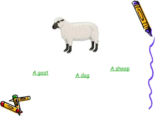 A goat A dog A sheep