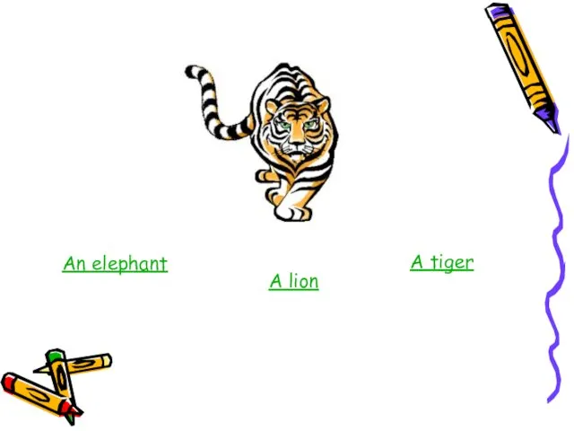 An elephant A lion A tiger