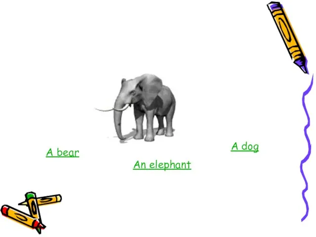 A bear An elephant A dog