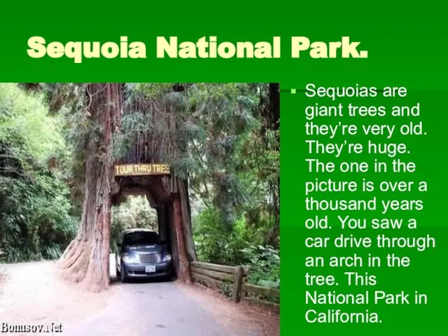 Sequoia National Park. Sequoias are giant trees and they’re very old. They’re