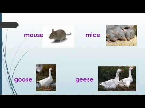 mouse mice goose geese