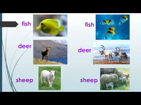 fish fish sheep sheep deer deer