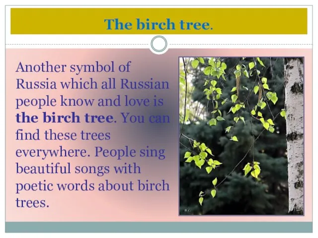 The birch tree. Another symbol of Russia which all Russian people know
