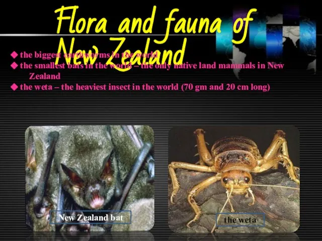 Flora and fauna of New Zealand the biggest earthworms in the world