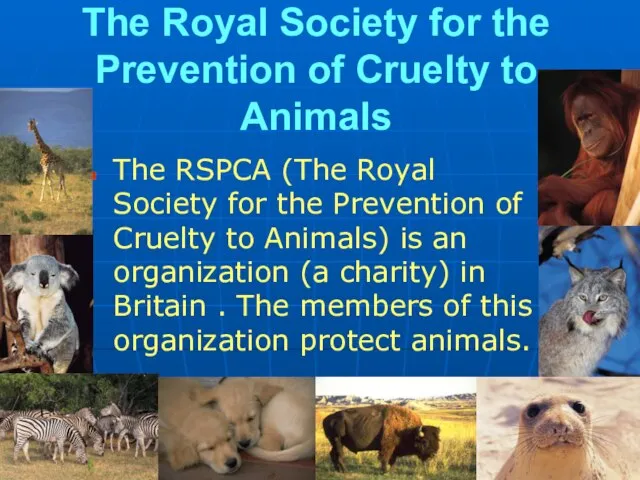 The Royal Society for the Prevention of Cruelty to Animals The RSPCA