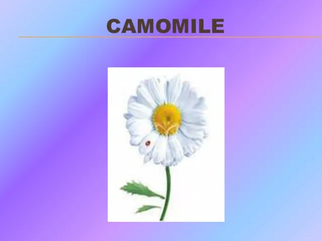 CAMOMILE
