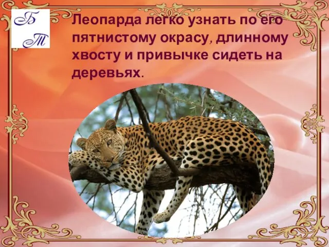 Леопарда легко узнать по его пятнистому окрасу, длинному хвосту и привычке сидеть на деревьях.