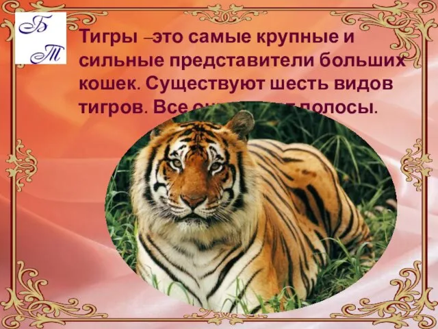 Тигры –это самые крупные и сильные представители больших кошек. Существуют шесть видов