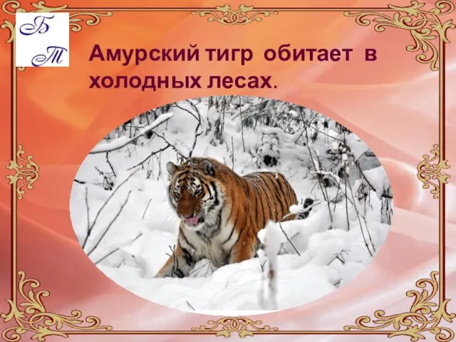 Амурский тигр обитает в холодных лесах.