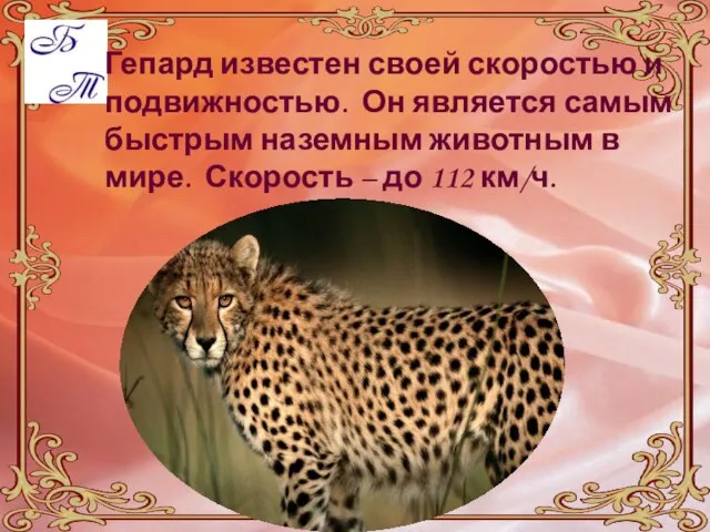 Гепард известен своей скоростью и подвижностью. Он является самым быстрым наземным животным