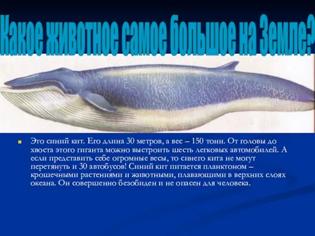 Это синий кит. Его длина 30 метров, а вес – 150 тонн.