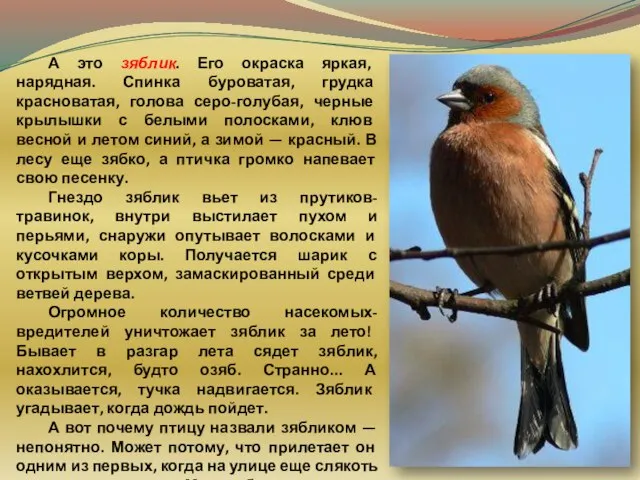 А это зяблик. Его окраска яркая, нарядная. Спинка буроватая, грудка красноватая, голова