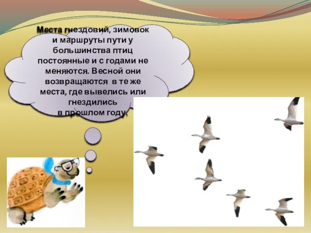 Места гнездовий, зимовок и маршруты пути у большинства птиц постоянные и с