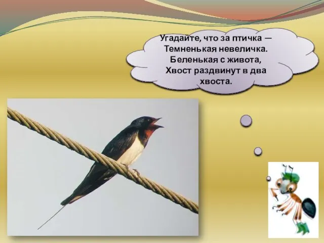 Угадайте, что за птичка — Темненькая невеличка. Беленькая с живота, Хвост раздвинут в два хвоста.