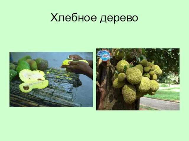 Хлебное дерево