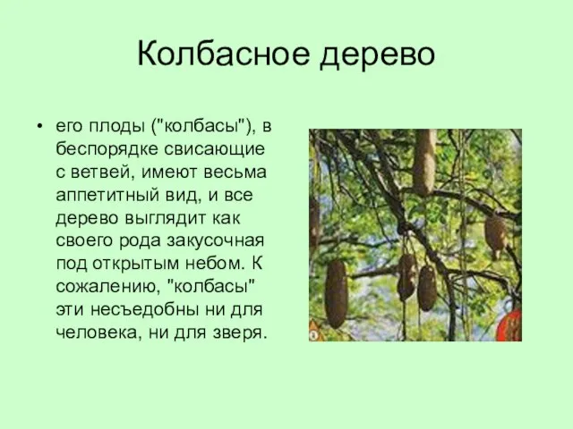 Колбасное дерево его плоды ("колбасы"), в беспорядке свисающие с ветвей, имеют весьма