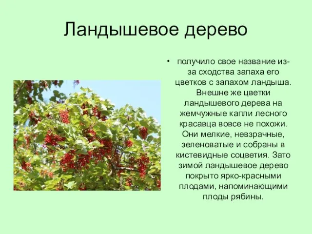 Ландышевое дерево получило свое название из-за сходства запаха его цветков с запахом