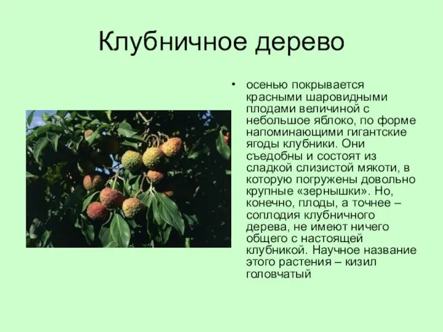 Клубничное дерево осенью покрывается красными шаровидными плодами величиной с небольшое яблоко, по