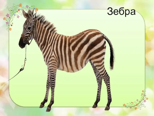 Зебра