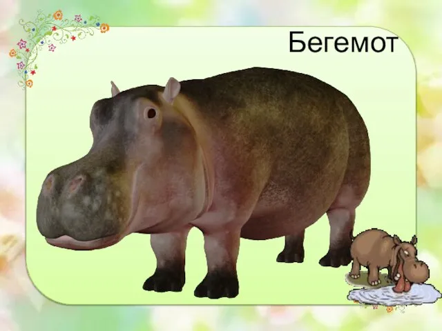 Бегемот