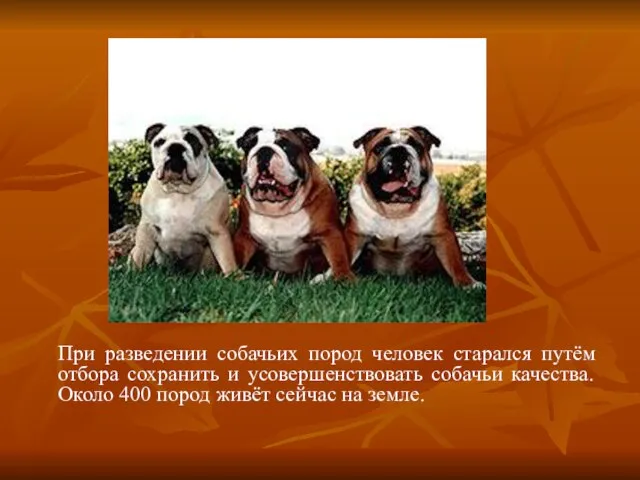 При разведении собачьих пород человек старался путём отбора сохранить и усовершенствовать собачьи