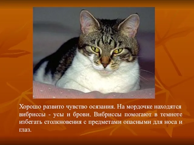 Хорошо развито чувство осязания. На мордочке находятся вибриссы - усы и брови.