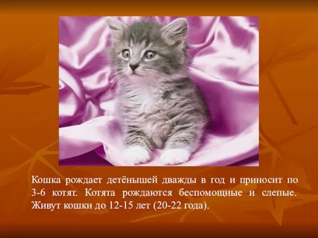 Кошка рождает детёнышей дважды в год и приносит по 3-6 котят. Котята