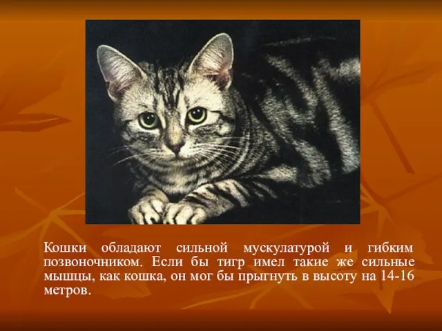 Кошки обладают сильной мускулатурой и гибким позвоночником. Если бы тигр имел такие