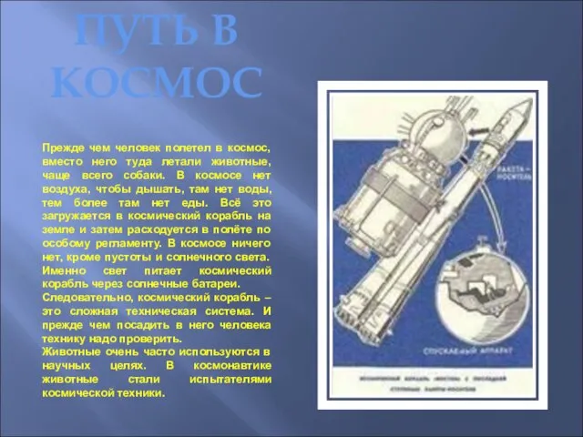 Прежде чем человек полетел в космос, вместо него туда летали животные, чаще