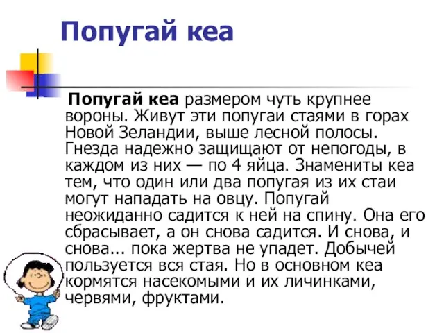 Попугай кеа Попугай кеа размером чуть крупнее вороны. Живут эти попугаи стаями