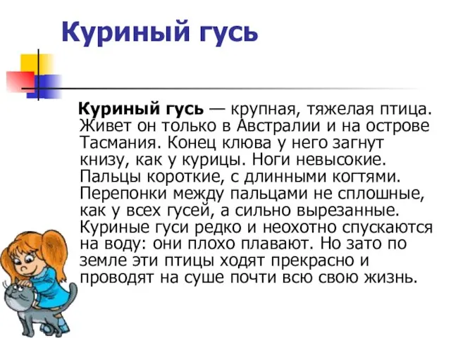 Куриный гусь Куриный гусь — крупная, тяжелая птица. Живет он только в