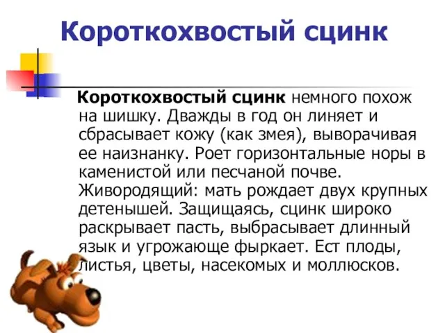 Короткохвостый сцинк Короткохвостый сцинк немного похож на шишку. Дважды в год он