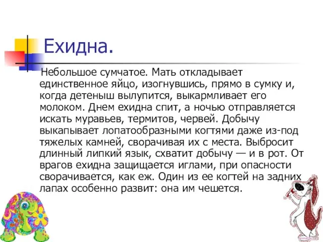 Ехидна. Небольшое сумчатое. Мать откладывает единственное яйцо, изогнувшись, прямо в сумку и,