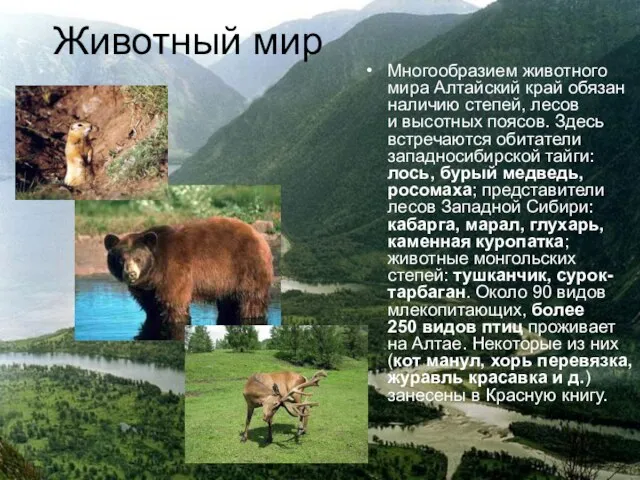 Животный мир Многообразием животного мира Алтайский край обязан наличию степей, лесов и