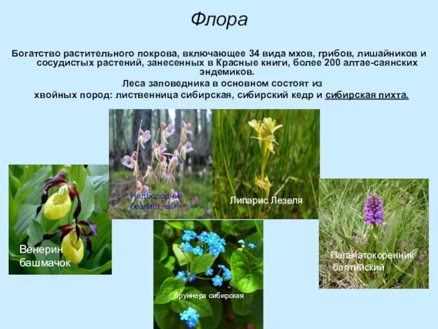 Флора Богатство растительного покрова, включающее 34 вида мхов, грибов, лишайников и сосудистых
