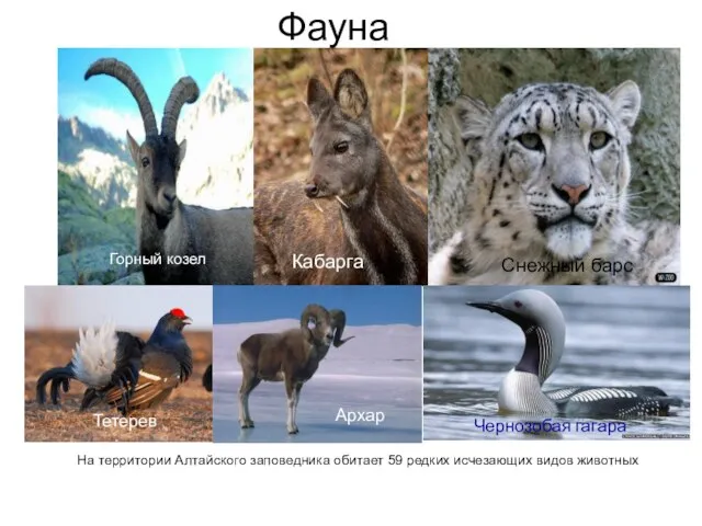 Фауна На территории Алтайского заповедника обитает 59 редких исчезающих видов животных Кабарга