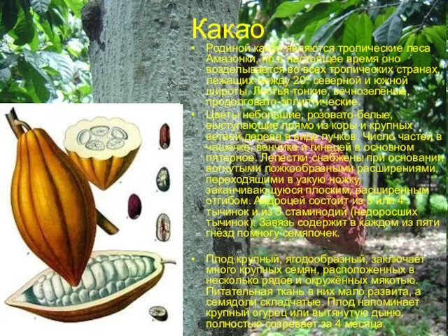 Какао Родиной какао являются тропические леса Амазонки, но в настоящее время оно