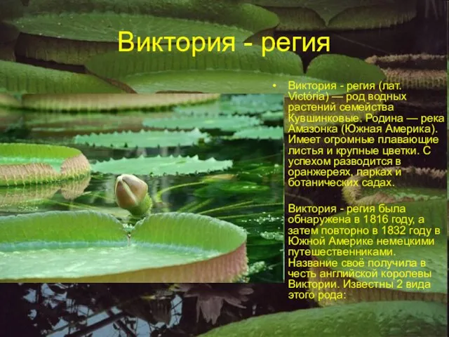 Виктория - регия Виктория - регия (лат. Victória) — род водных растений
