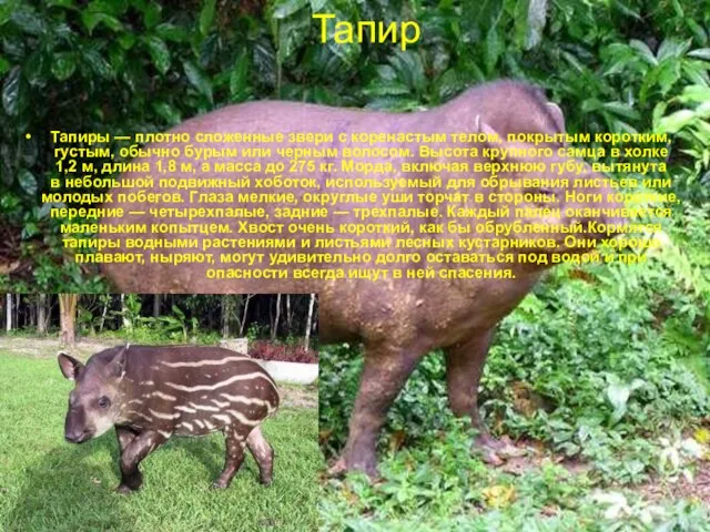 Тапиры — плотно сложенные звери с коренастым телом, покрытым коротким, густым, обычно