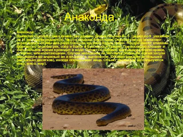 Анаконда. Анаконда (Eunectes murinus), змея семейства удавов. Длина обычно 6—7 (редко до