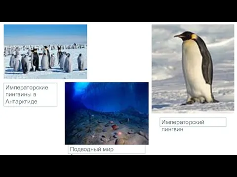 Императорские пингвины в Антарктиде Подводный мир Антарктиды Императорский пингвин