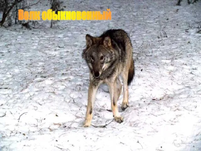 Волк обыкновенный