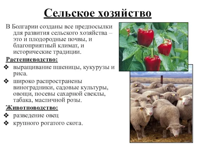 Сельское хозяйство В Болгарии созданы все предпосылки для развития сельского хозяйства –