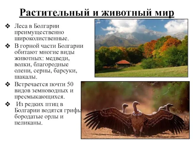 Леса в Болгарии преимущественно широколиственные. В горной части Болгарии обитают многие виды