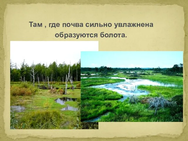 Там , где почва сильно увлажнена образуются болота.